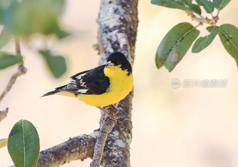 莱瑟·戈德芬奇(Spinus psaltria)